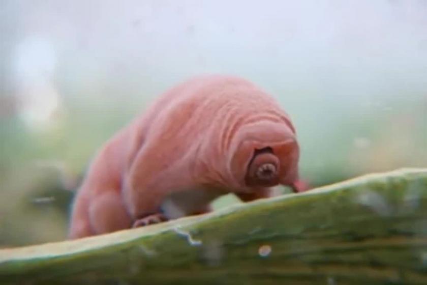 antartikada-su-ayisi-bulundu