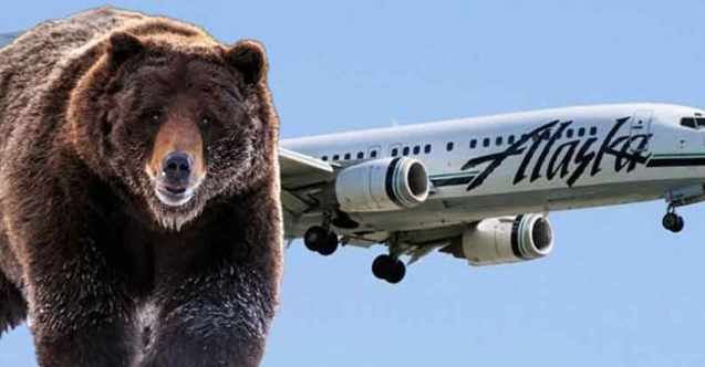 inis_yapan_ucak_boz_ayiya_carpti_h120805_b0be3