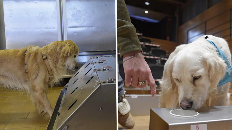 Mutasyonlu Virüsü Köpekler Tespit Edebiliyor